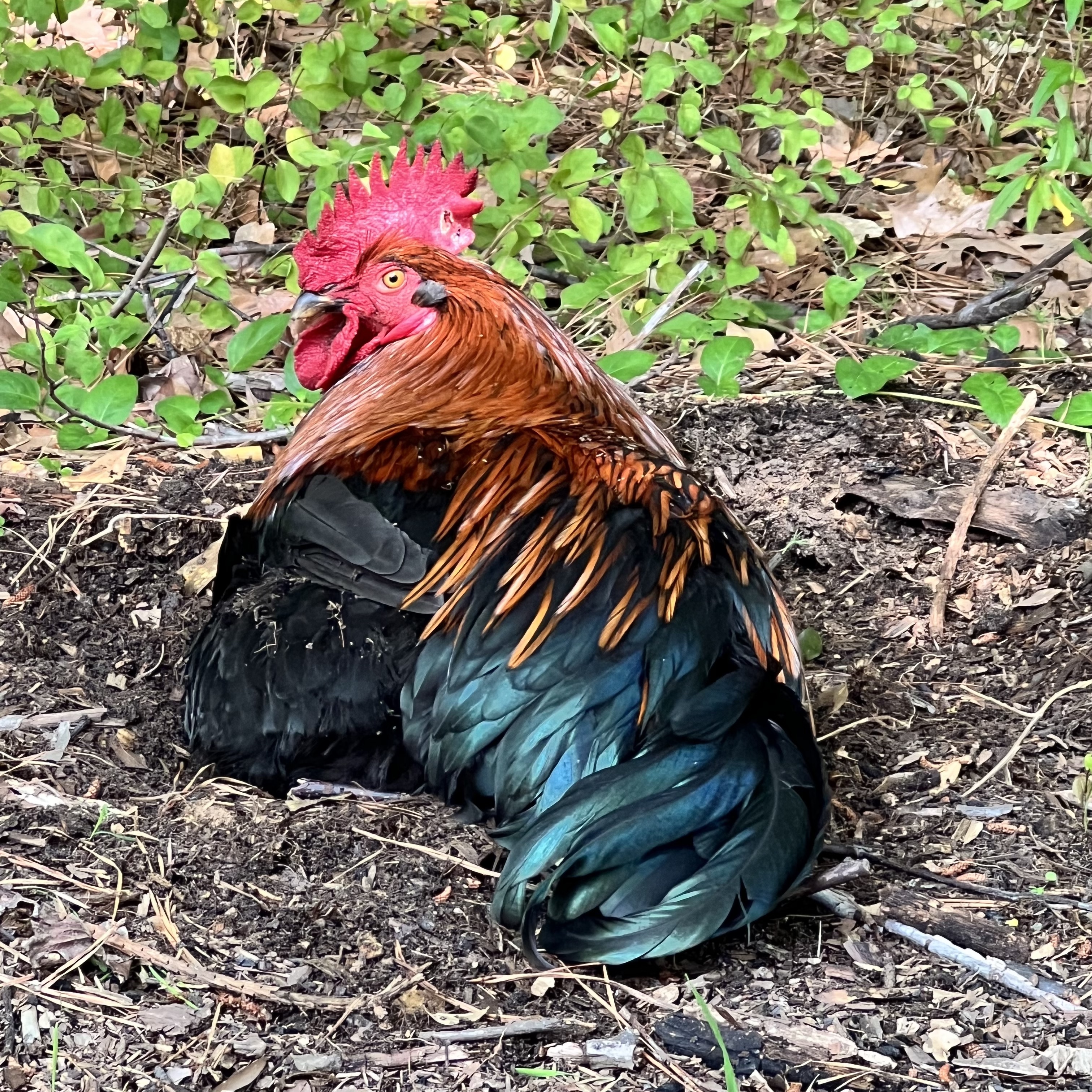 Allonsy the Welsummer rooster