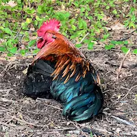Allonsy the Welsummer rooster