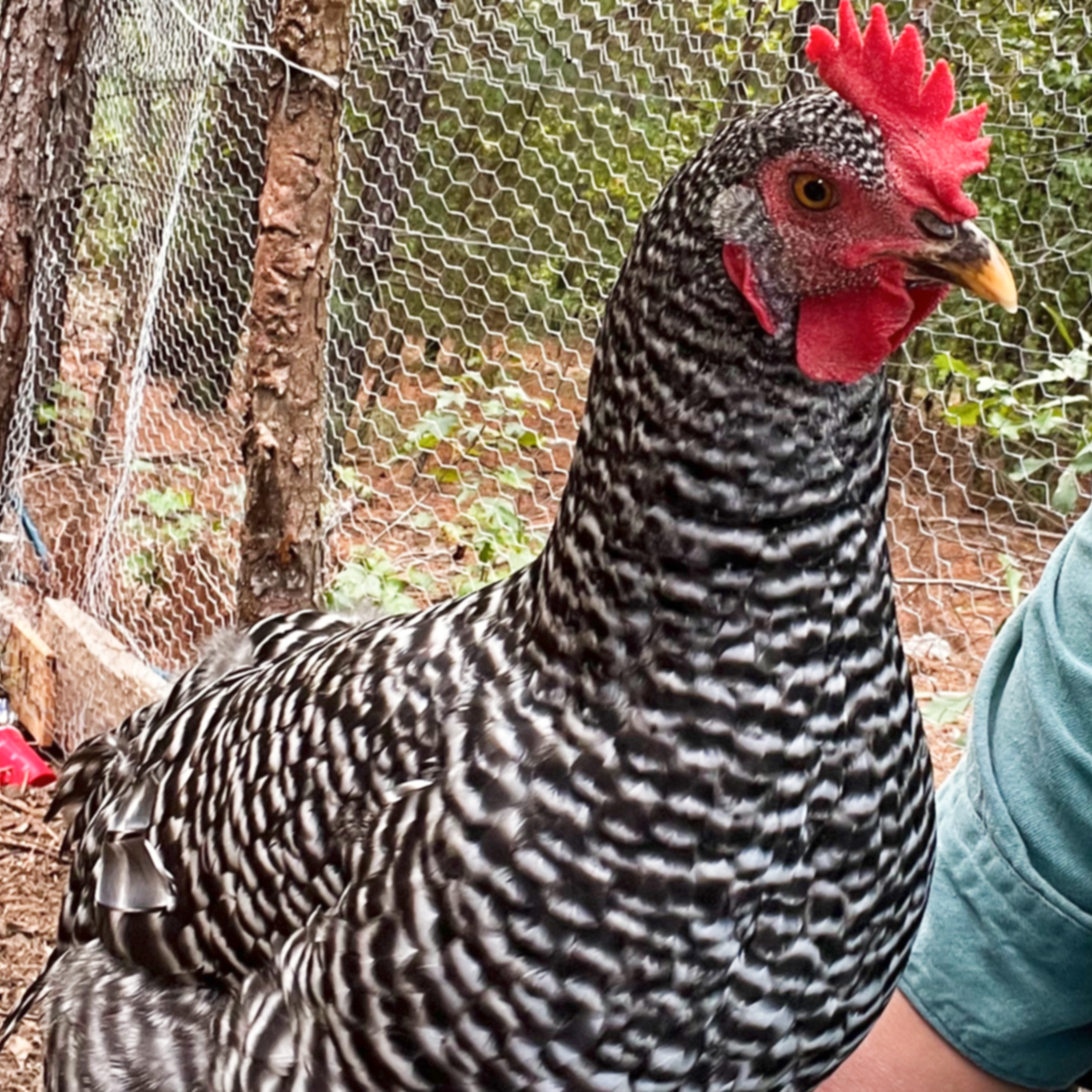 Blueberry, the outgoing Plymouth Barred Rock hen