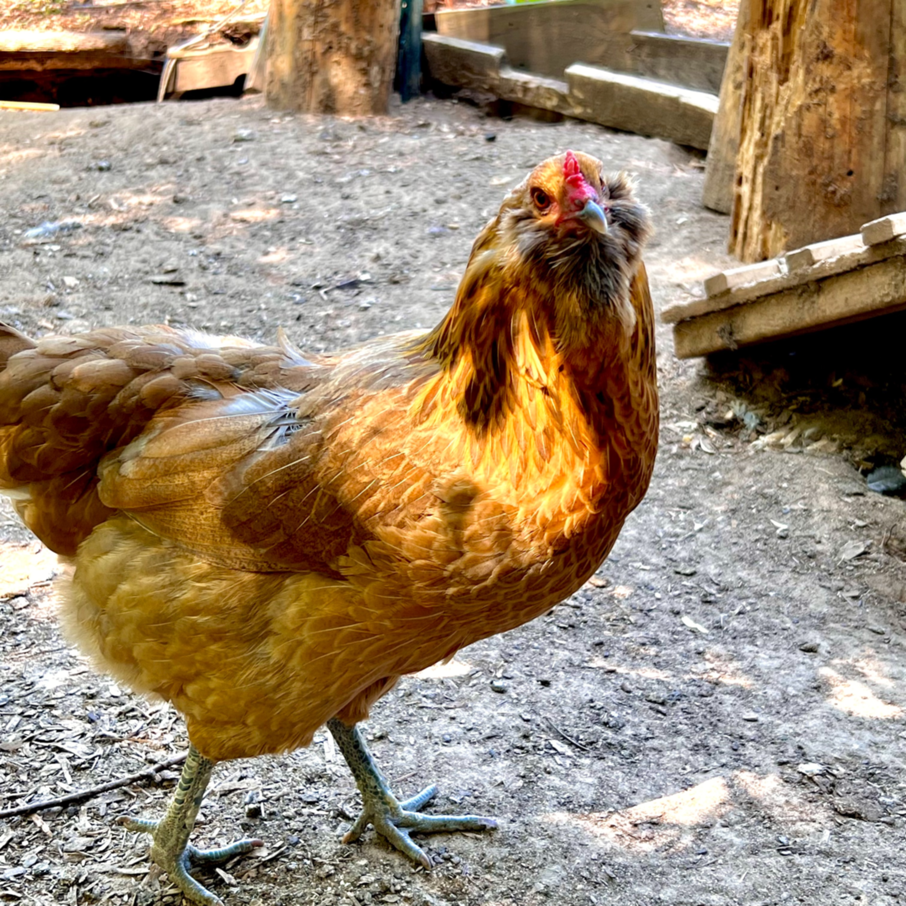 Cashew, the small gray partridge Americana hen