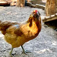 Cashew, the small gray partridge Americana hen