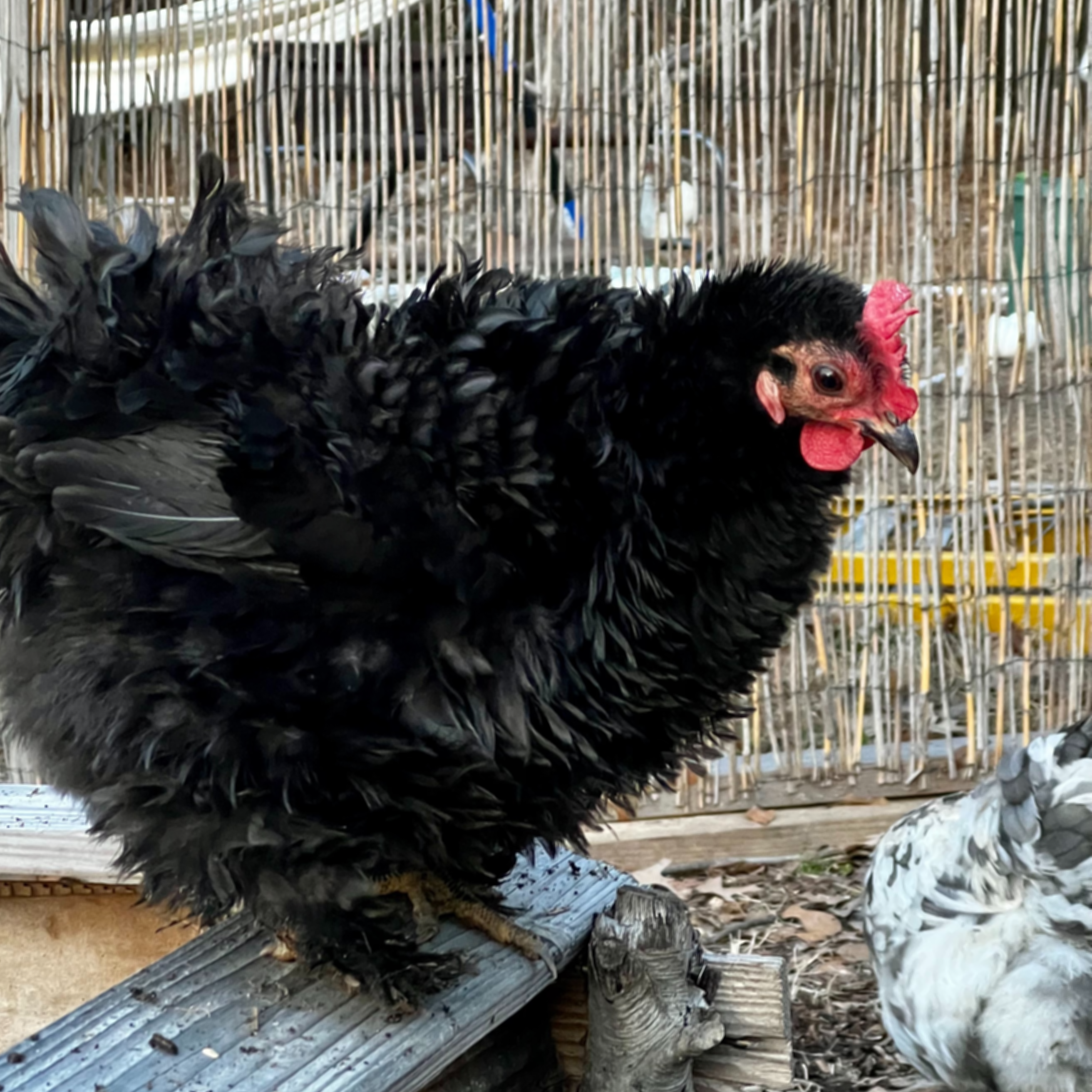 Cherry, the black bantam frizzled cochin hen