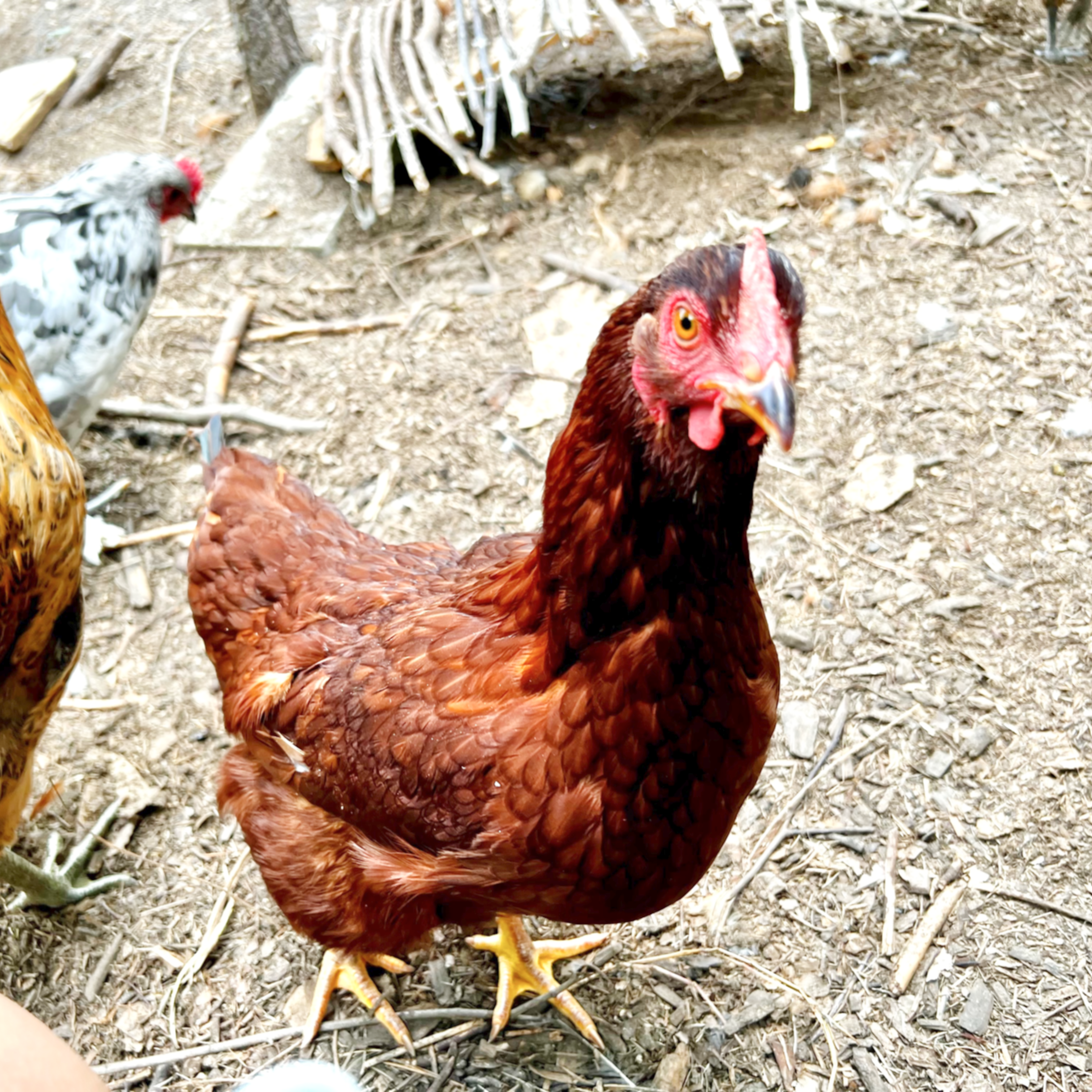 Clem, the flighty Rhode Island Red hen