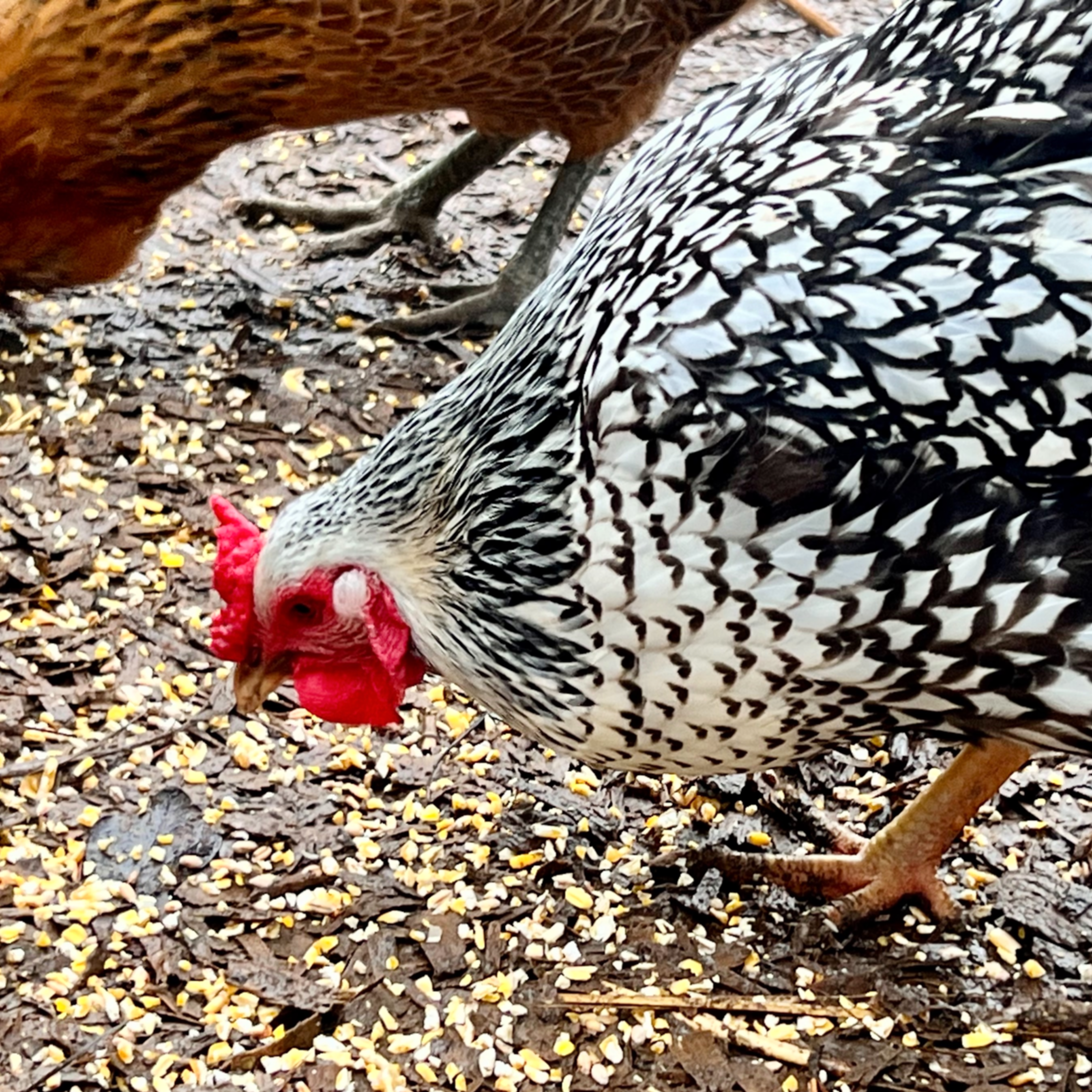 Dolly, the lighter silver-laced Wyandotte hen