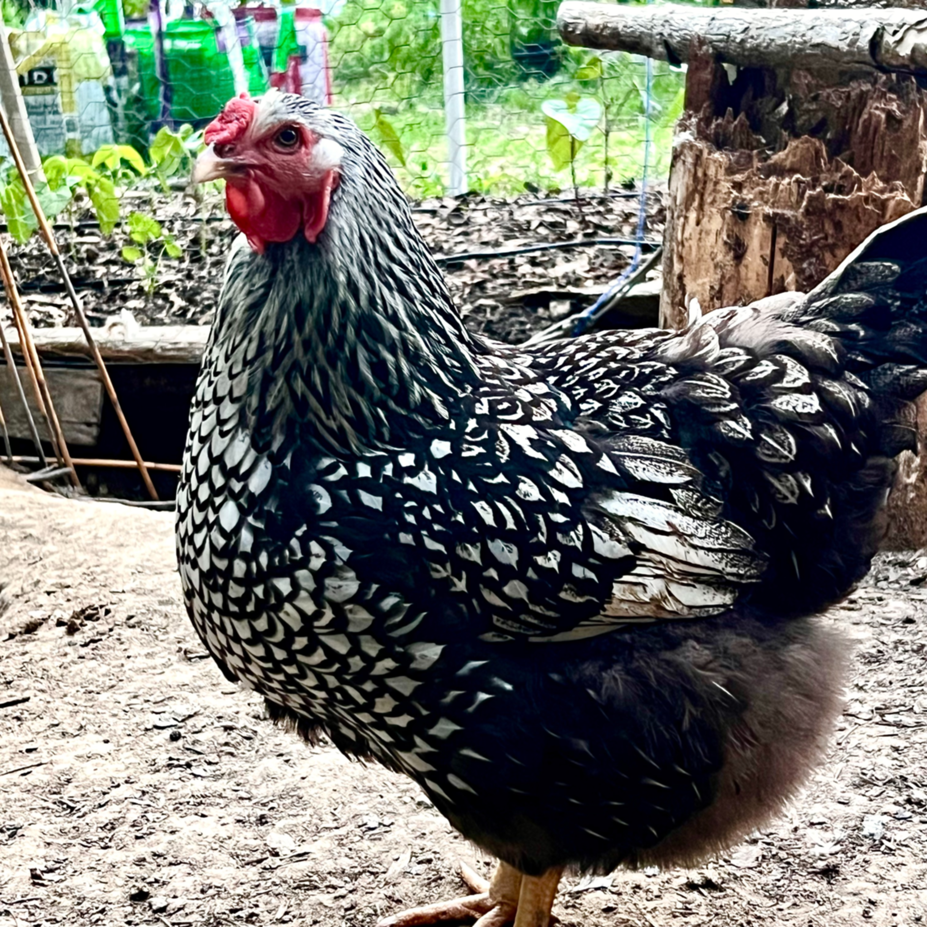 Dottie, the darker silver-laced Wyandotte hen