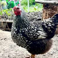 Dottie, the darker silver-laced Wyandotte hen