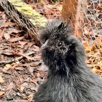 Elvira - black silkie