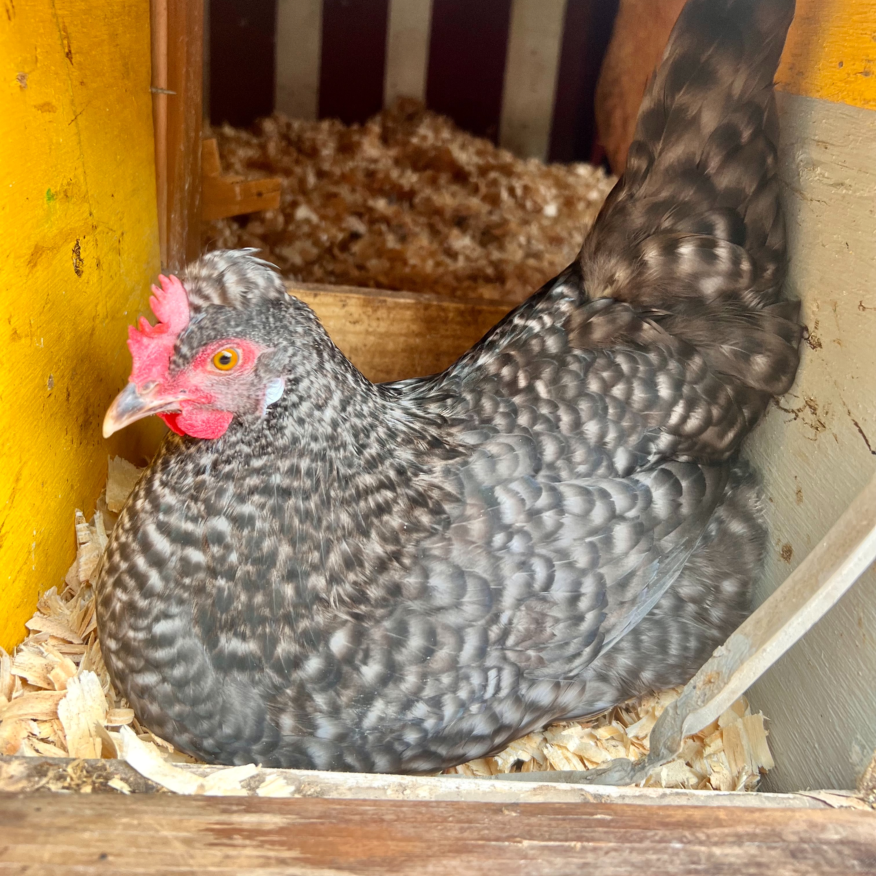 Gertie, a black and white barred olive egger with crest feathers and irridescent earlobes