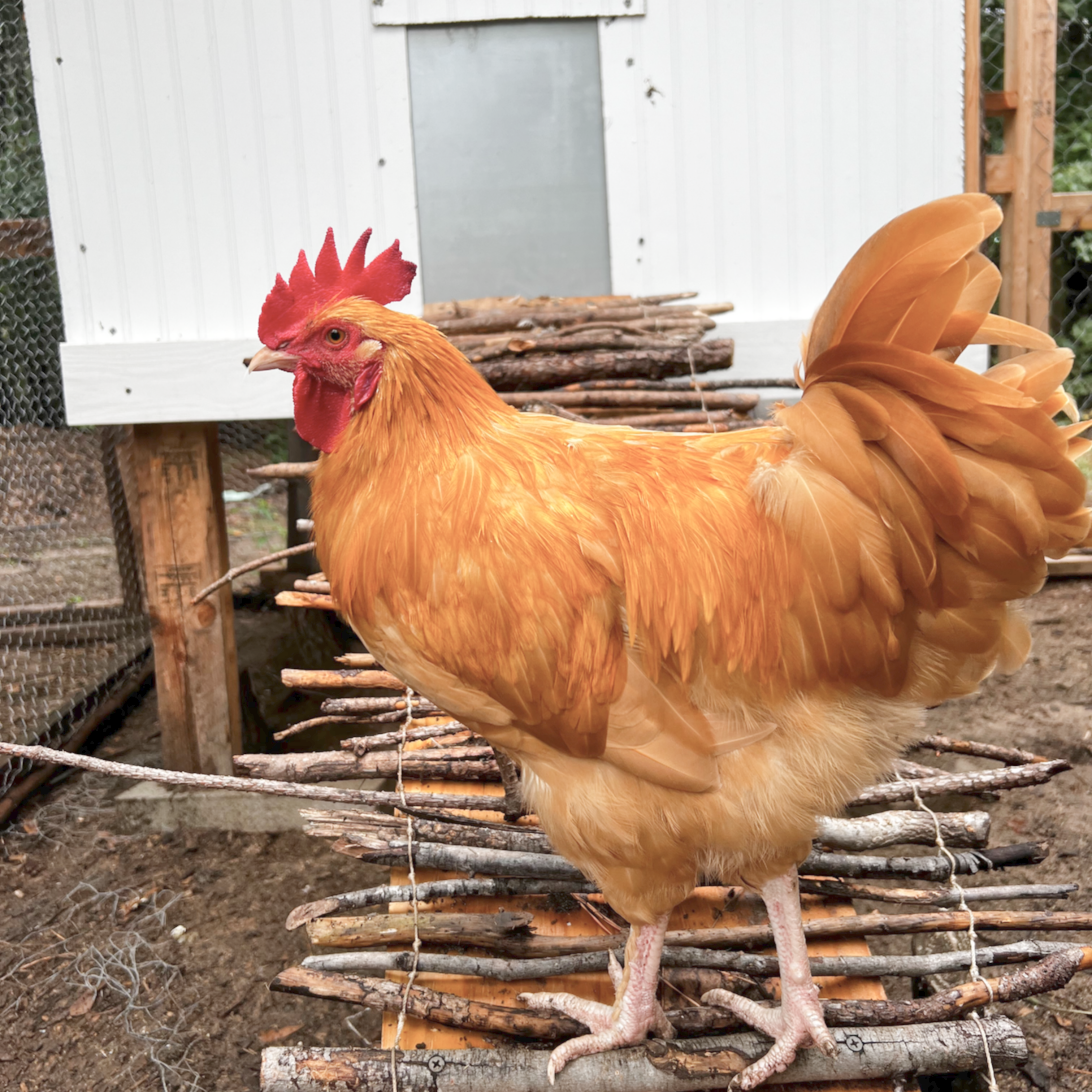 Goldie the buff Orpington rooster