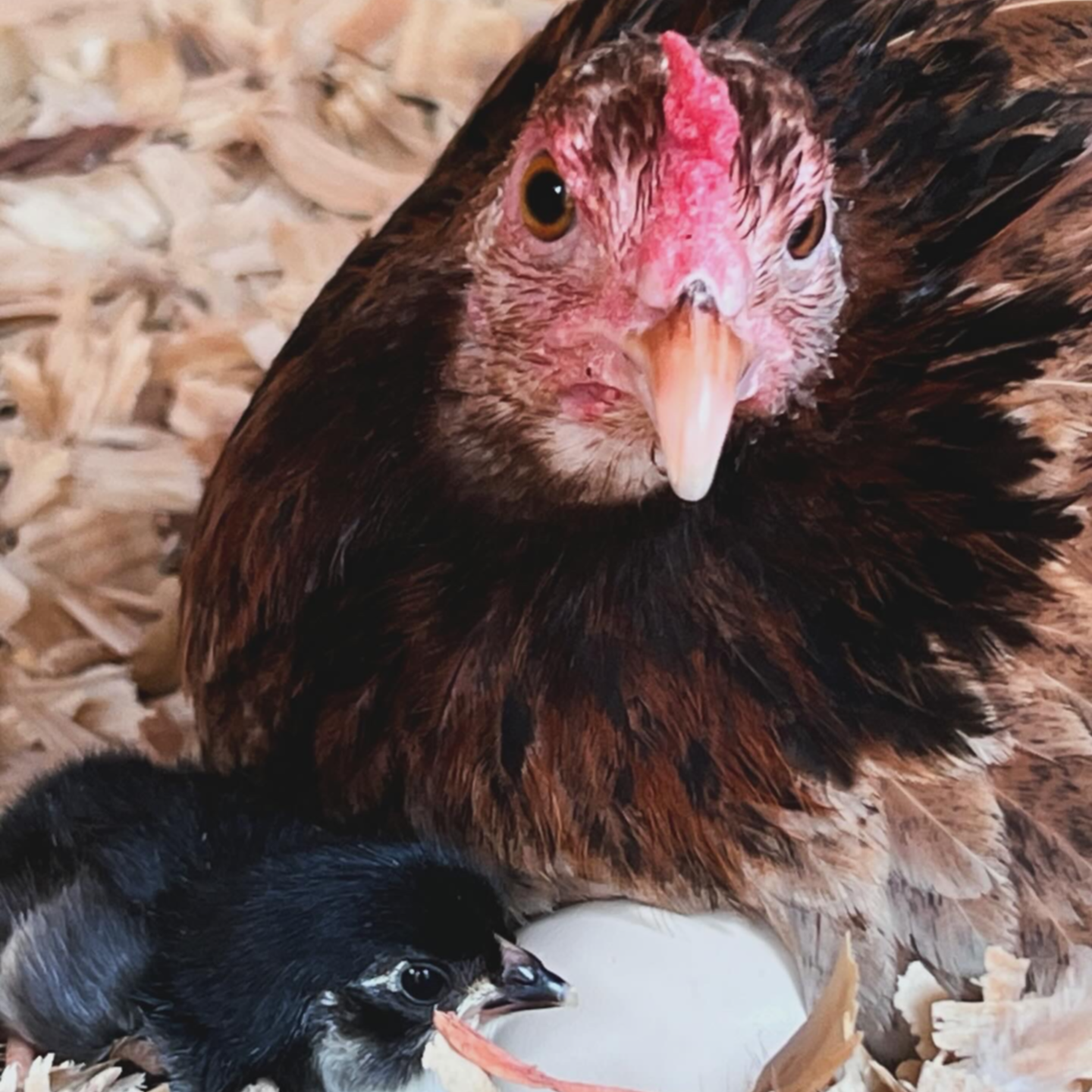 Jenny, the half-blind wheaten game hen