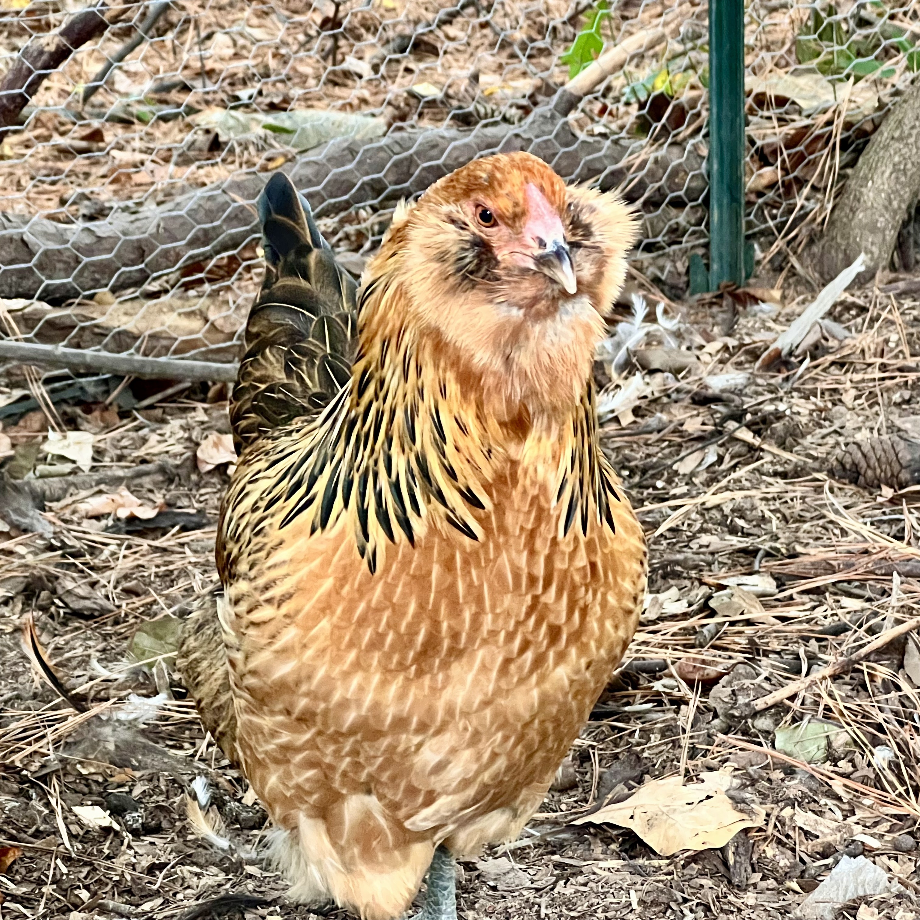 Jupiter - a brown and gold easter egger hen with magnificent cheek tufts and beard