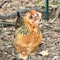 Jupiter - a brown and gold easter egger hen with magnificent cheek tufts and beard