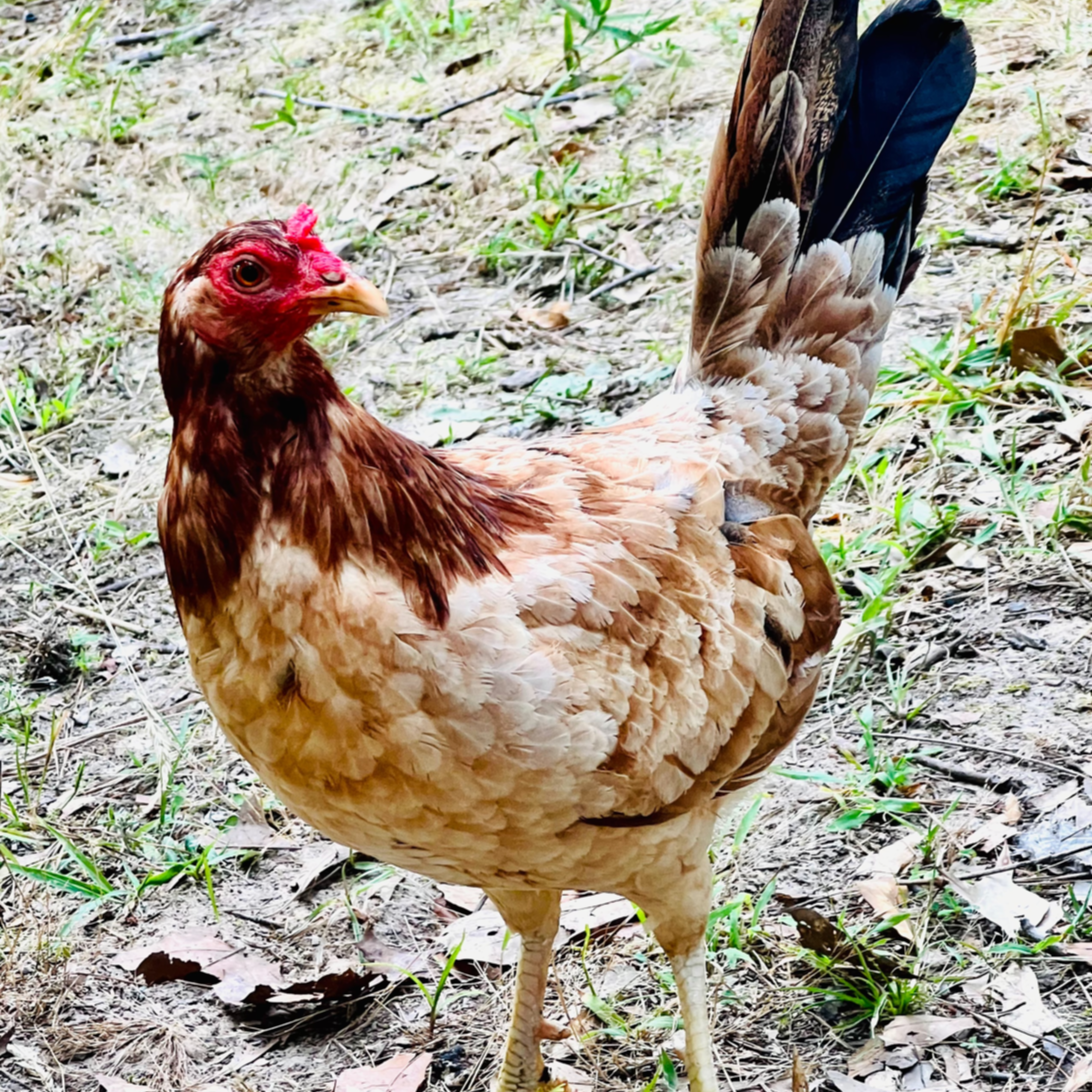 LaVie, the wheaten game hen