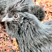 Lydia - black silkie