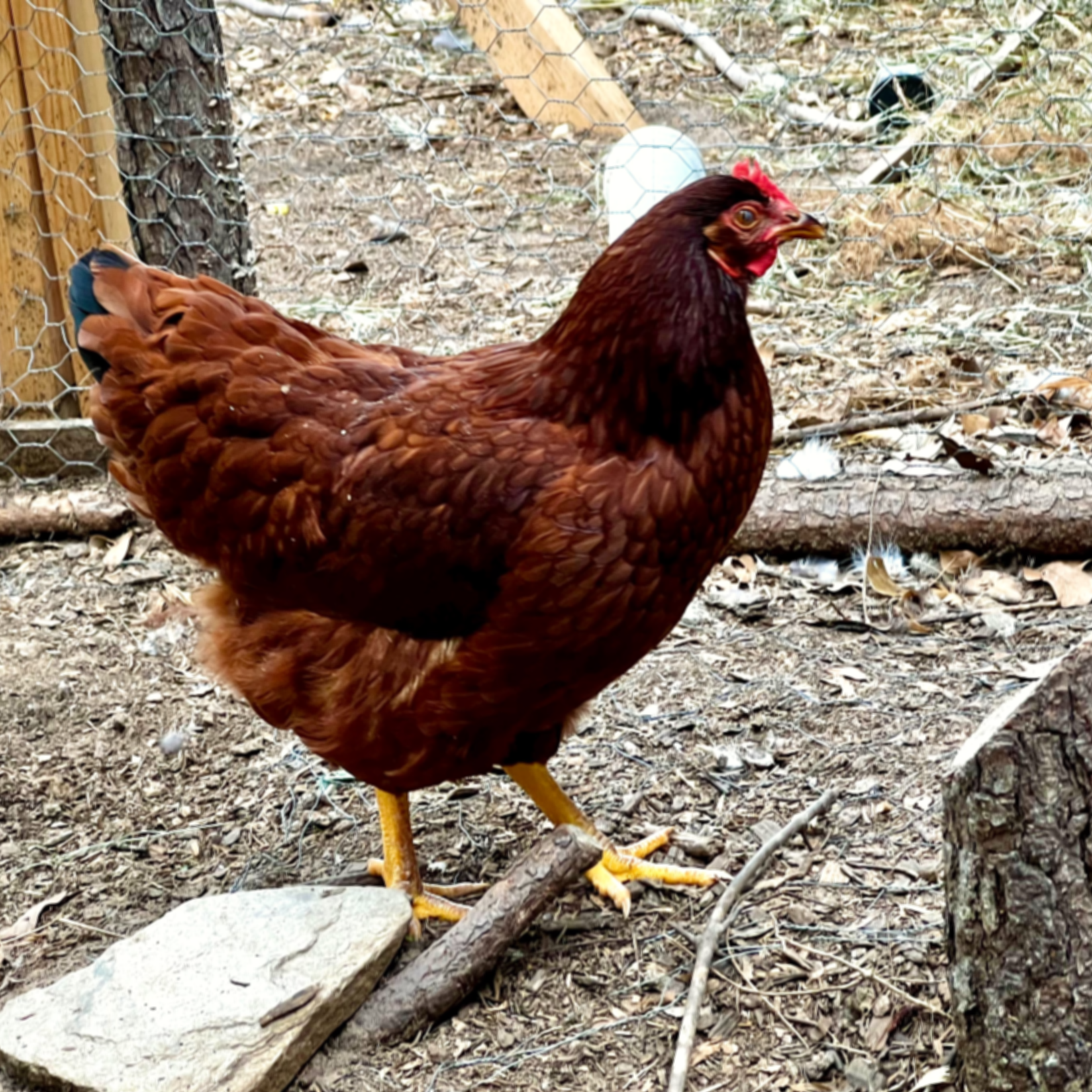 Mango, the friendly Rhode Island Red hen