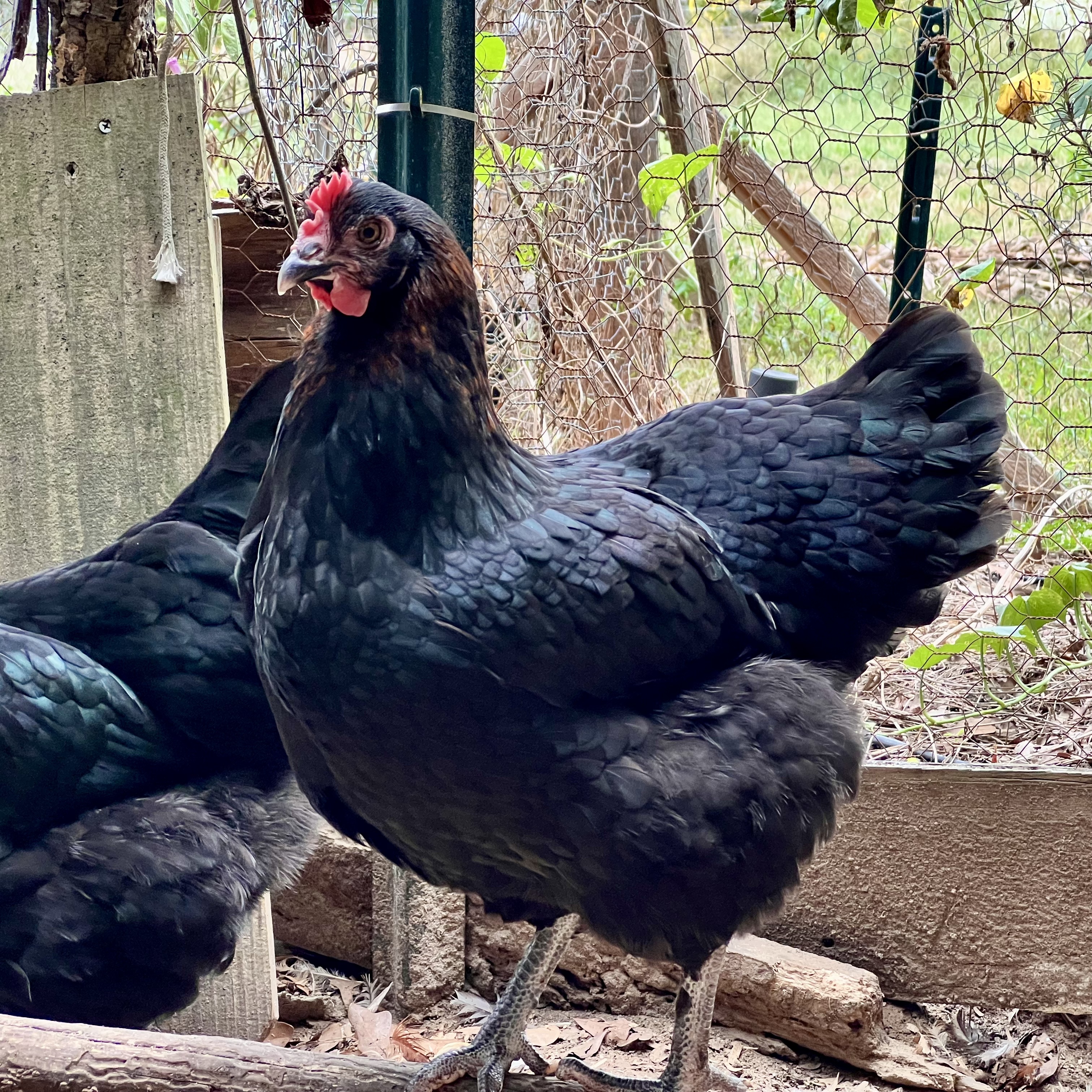 Mars - a black copper maran hen