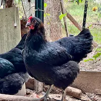 Mars - a black copper maran hen