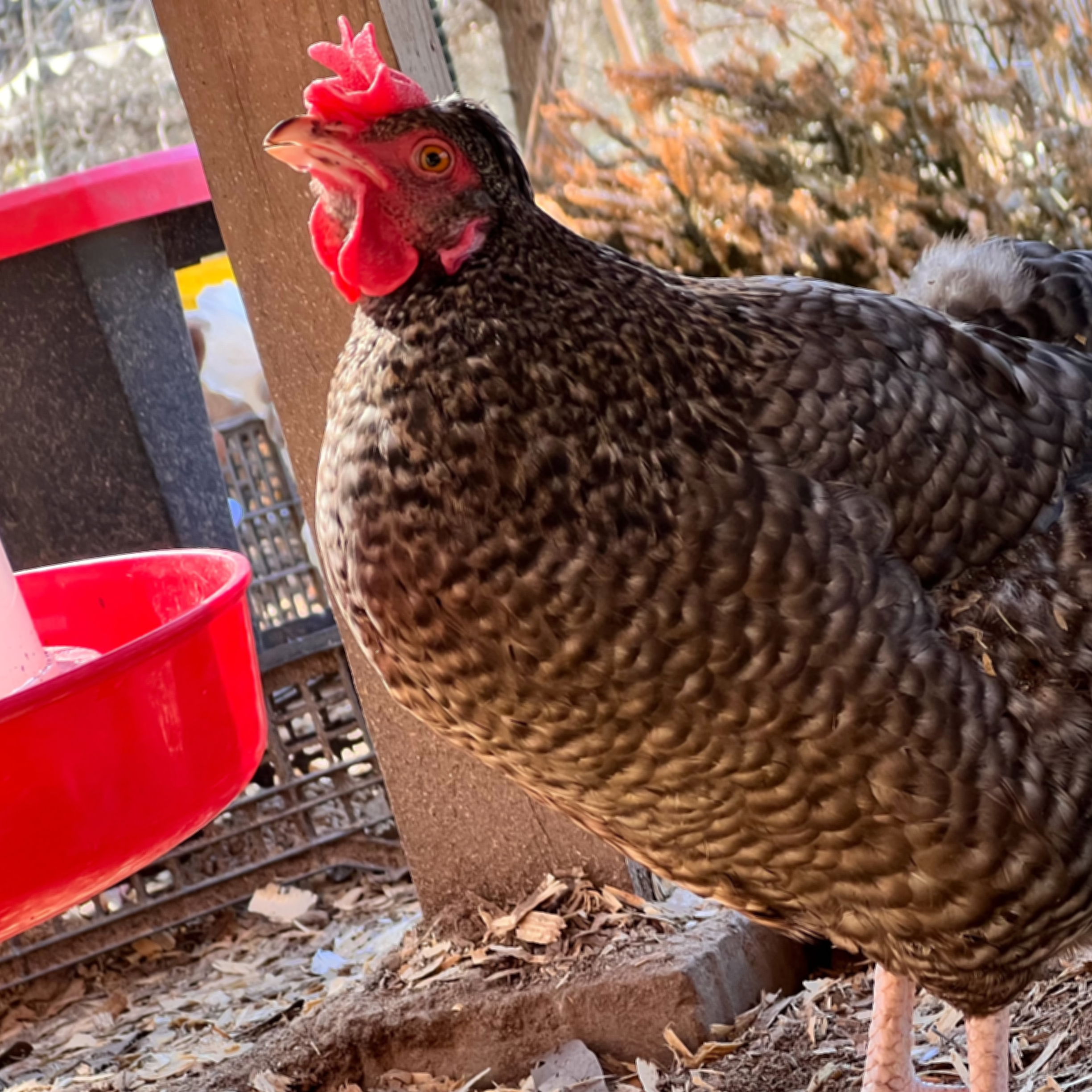 Maude, a white and black barred oliver egger with crest feathers and a huge floppy comb 