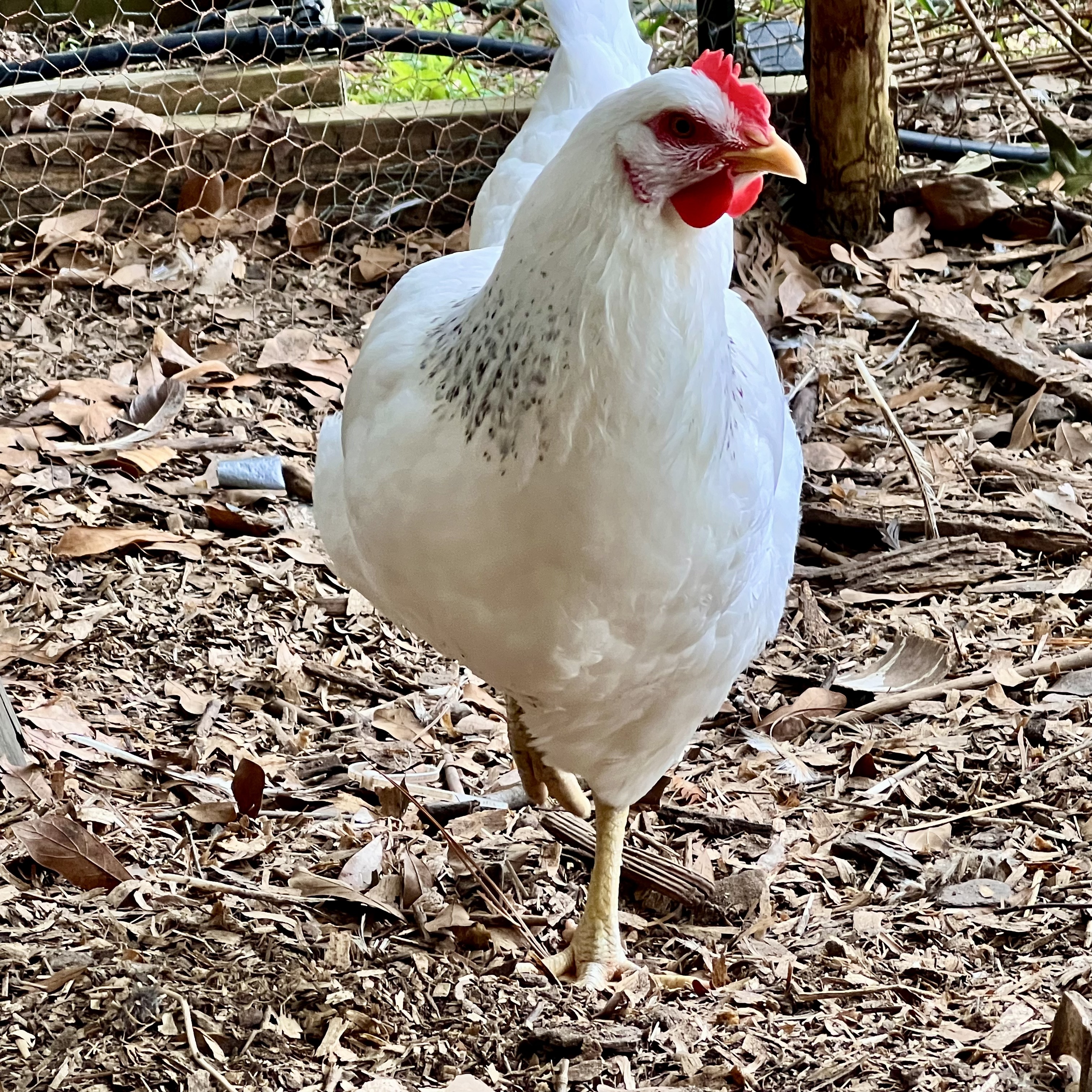 Mercury - a white delaware hen