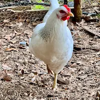 Mercury - a white delaware hen