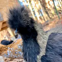 Morticia - black silkie