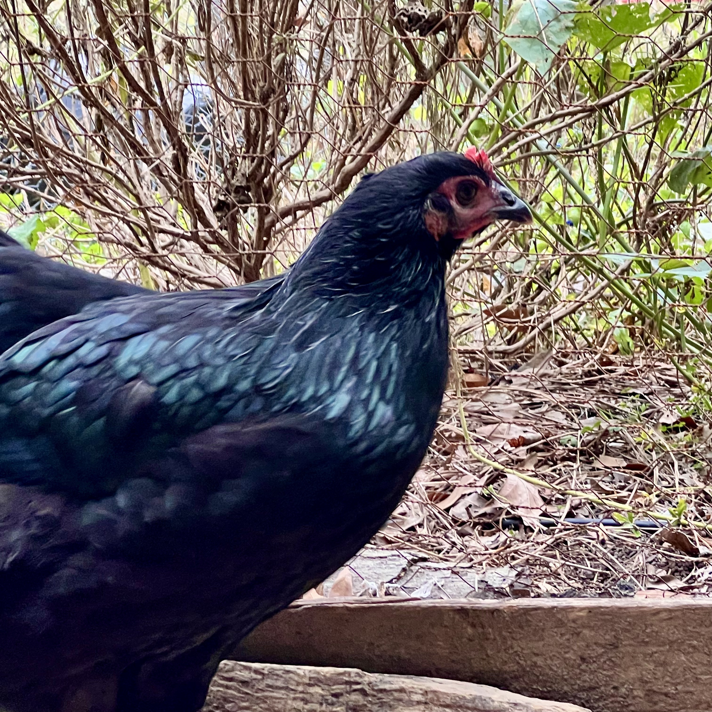 Neptune - a black australorp hen with dark face and purple comb