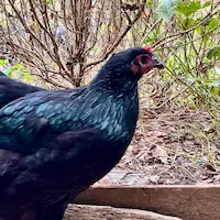 Neptune - a black australorp hen with dark face and purple comb