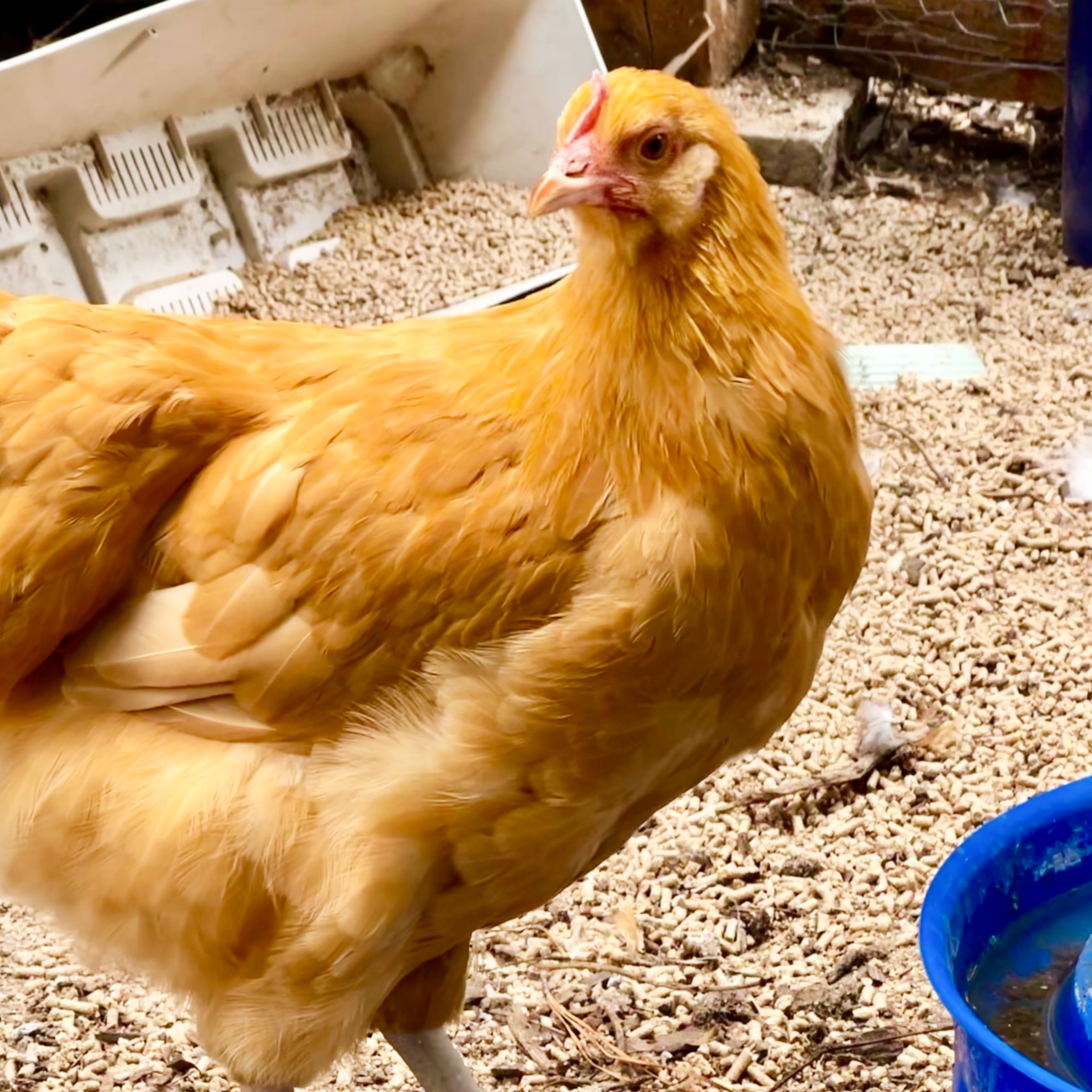 Pickles, the buff orpington hen