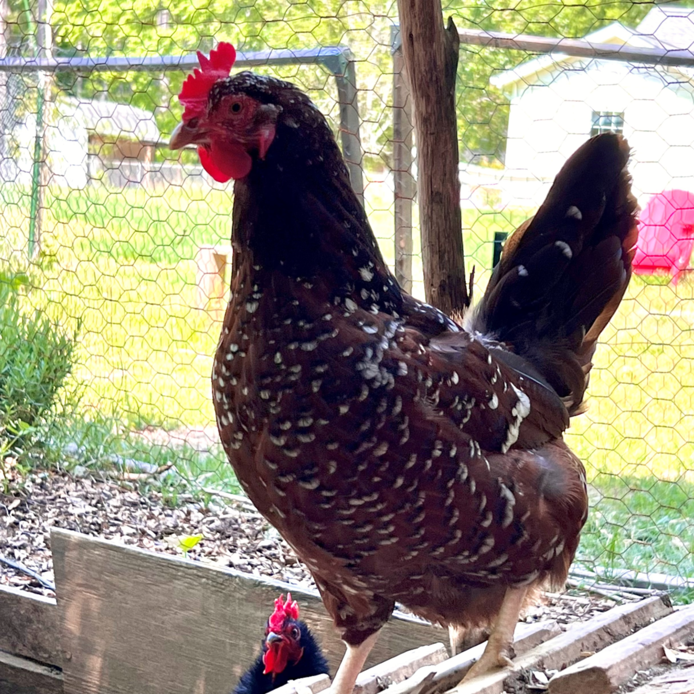 Pip, the red, white, and black Speckled Sussex hen