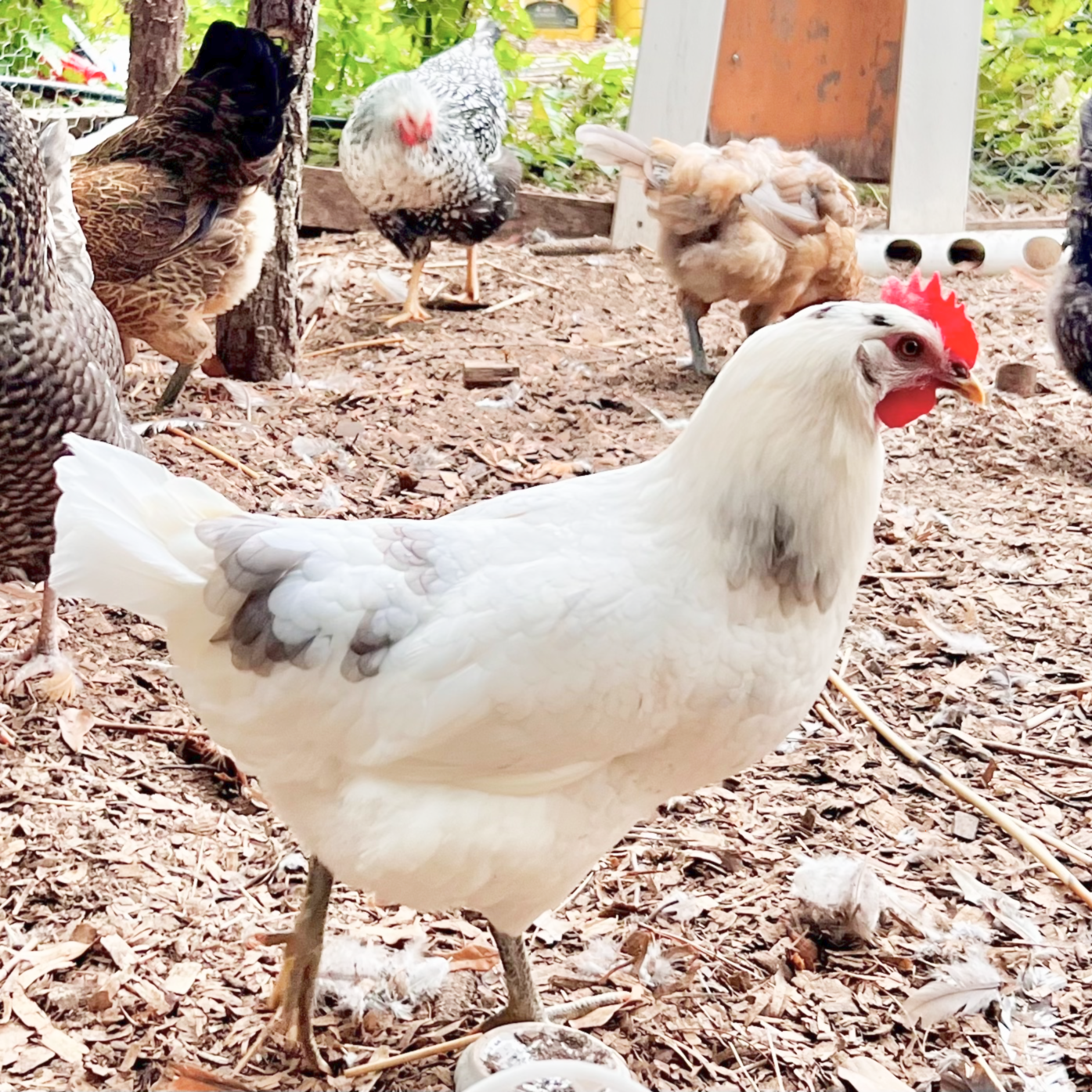 Rita the white and gray Austrawhite hen