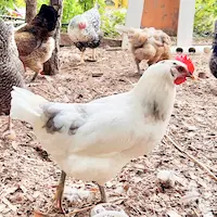 Rita the white and gray Austrawhite hen