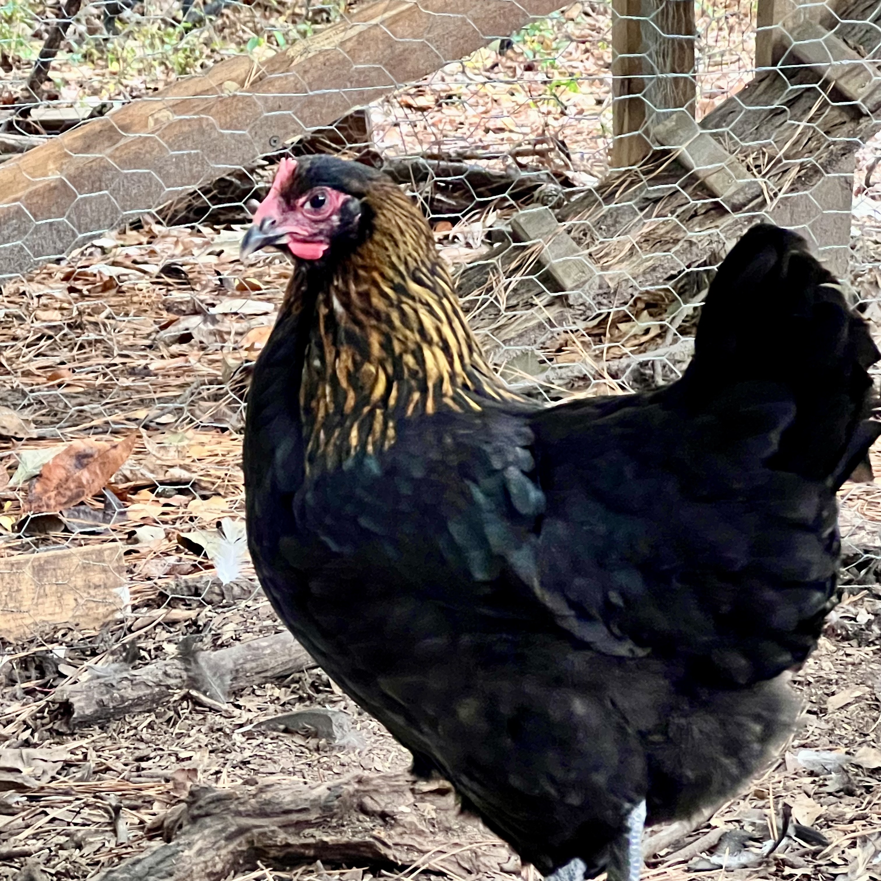 Saturn - a black copper maran hen