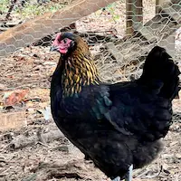Saturn - a black copper maran hen