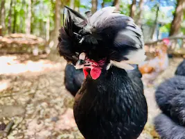 Skittles - a black colored, white crested bantam Polish hen