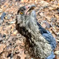 Snickers - a gray colored bantam olive egger