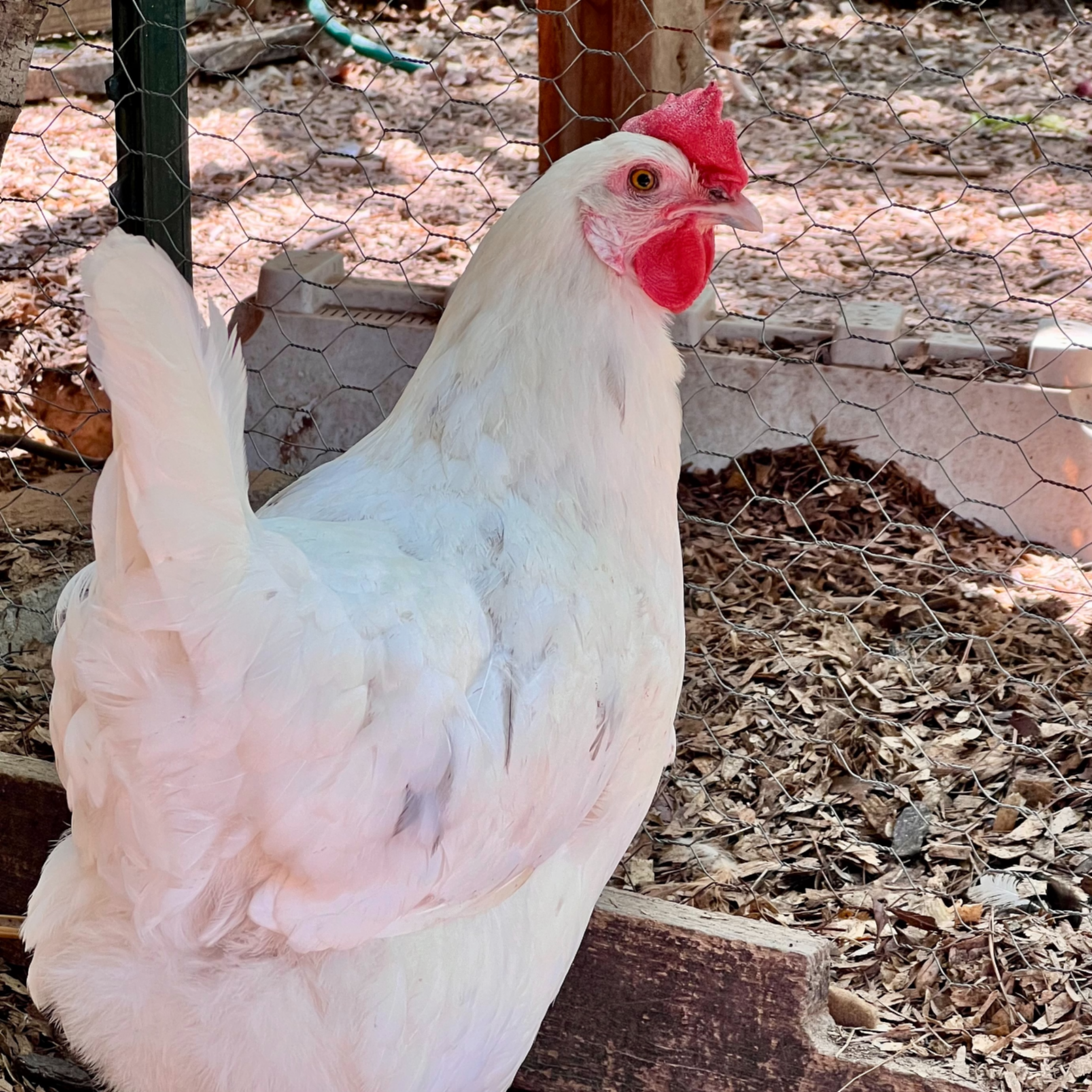 Sophie, the smaller white and gray Austrawhite hen