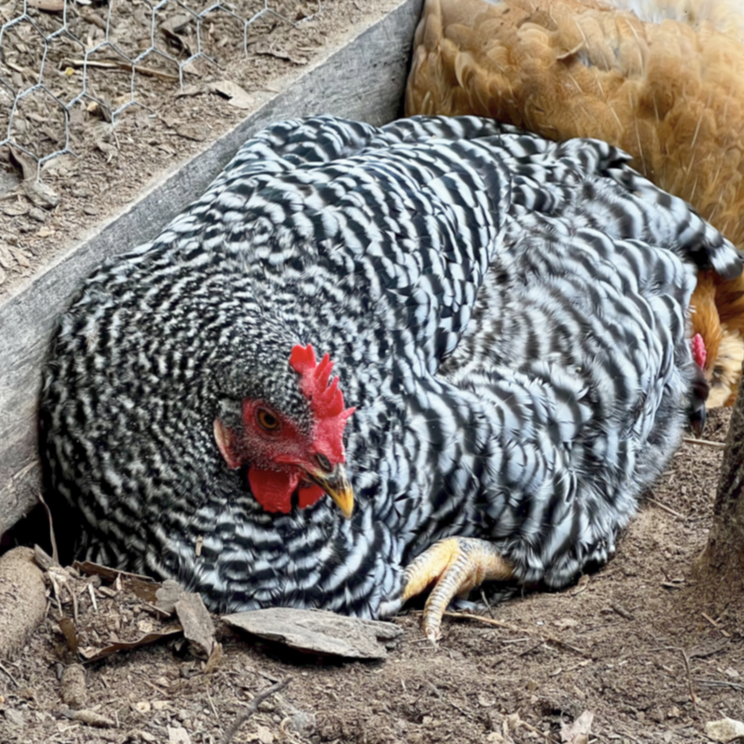 Strawberry, the timid Plymouth Barred Rock hen