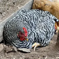 Strawberry, the timid Plymouth Barred Rock hen