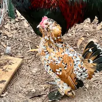 Twizzler - a small orange, black, and white speckled Mille Fleur D'Uccle