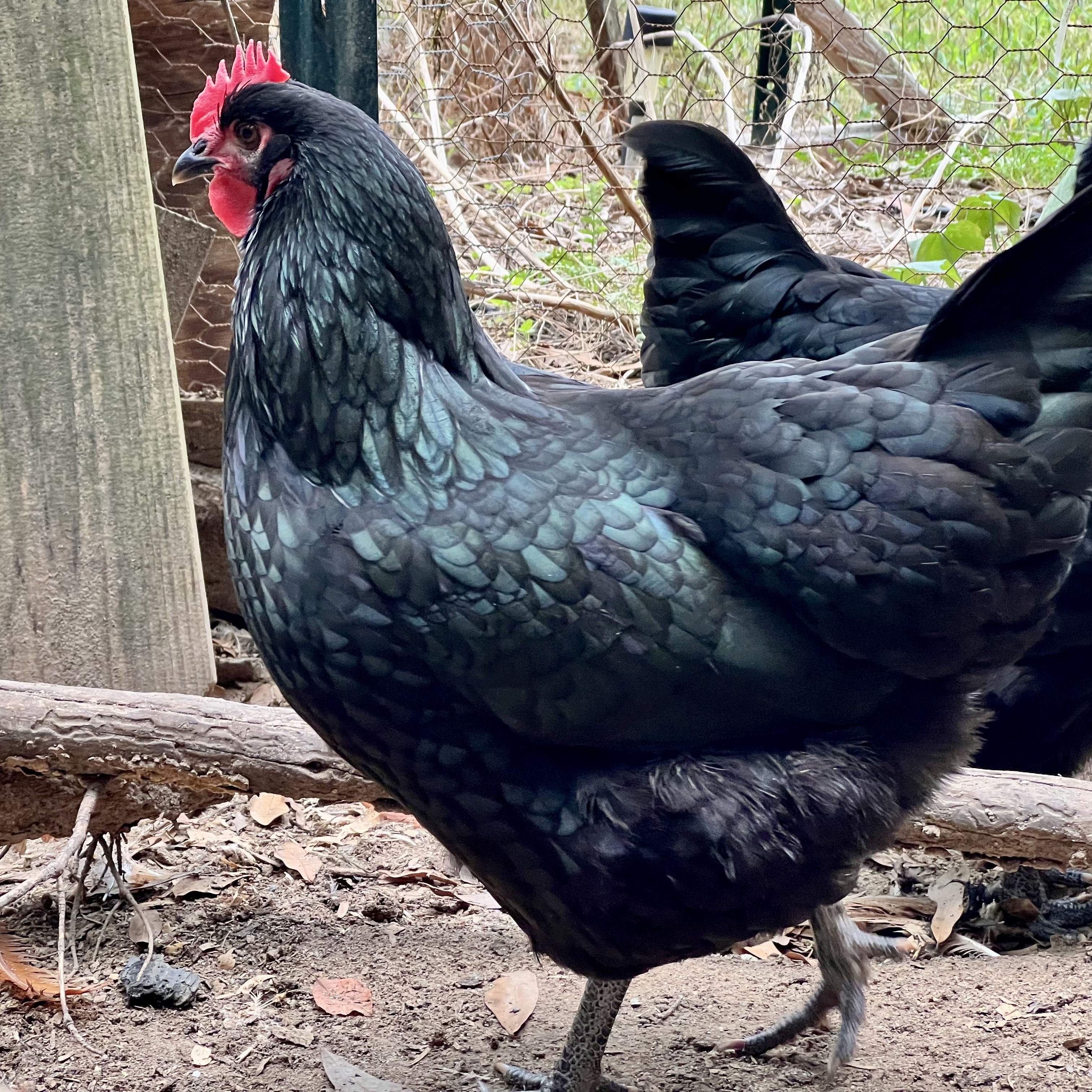 Uranus - a black australorp hen with bright red comb