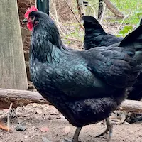 Uranus - a black australorp hen with bright red comb
