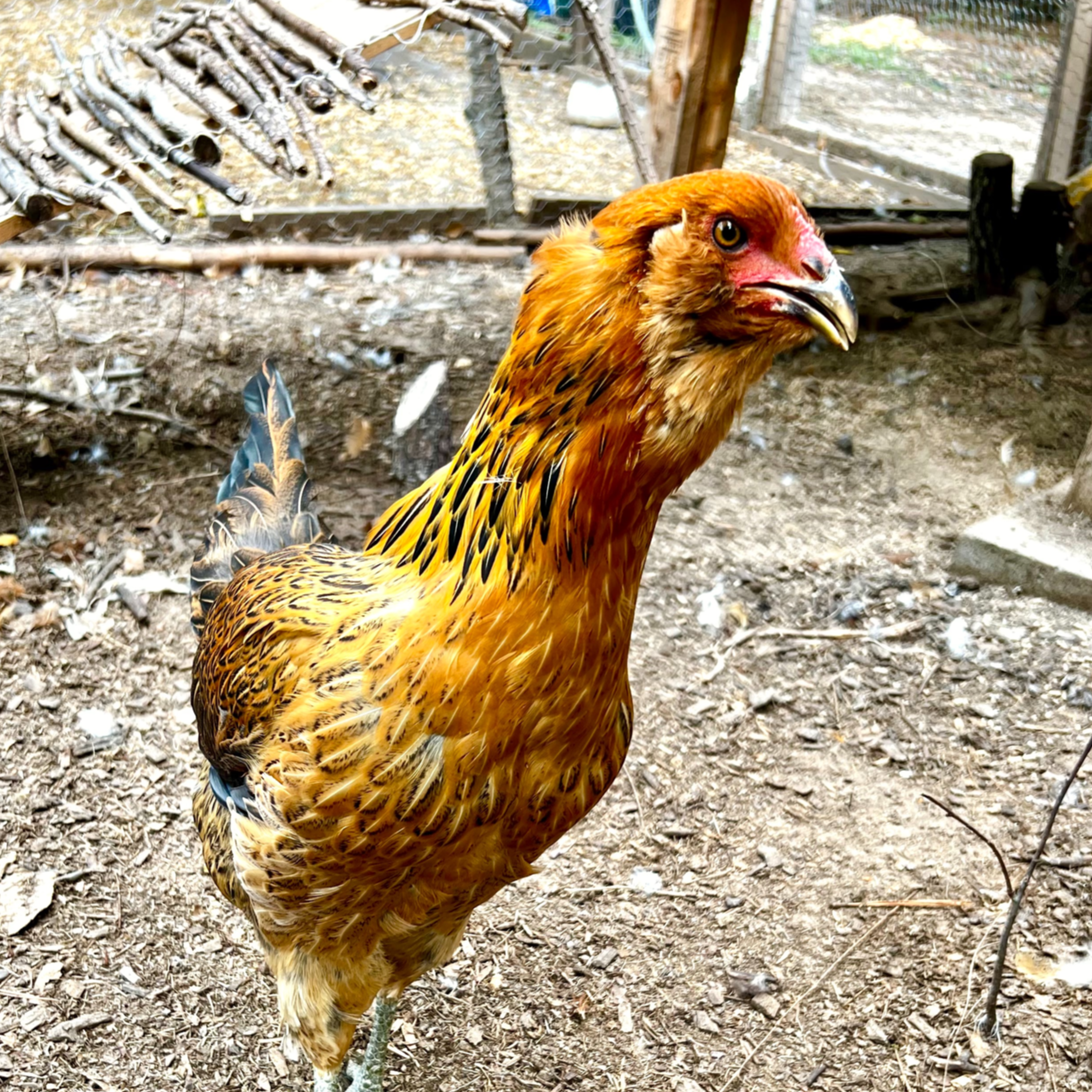 Walnut, the golden brown partridge Americana hen