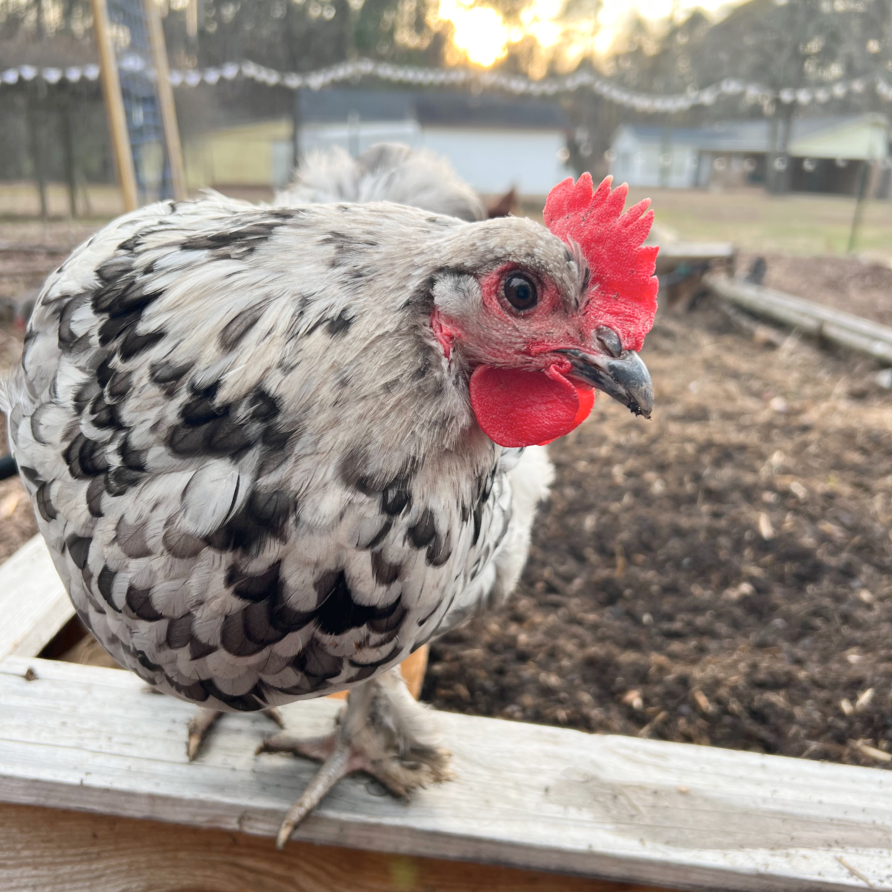 Wasabi, the blue splash Maran hen