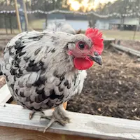 Wasabi, the blue splash Maran hen