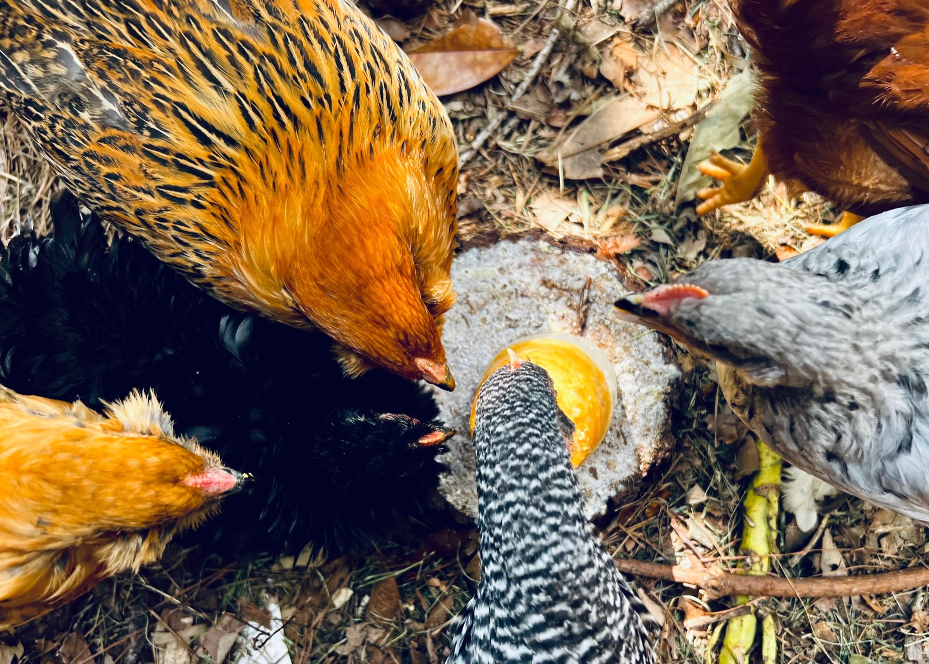 chickens gathered around a bowl of corn