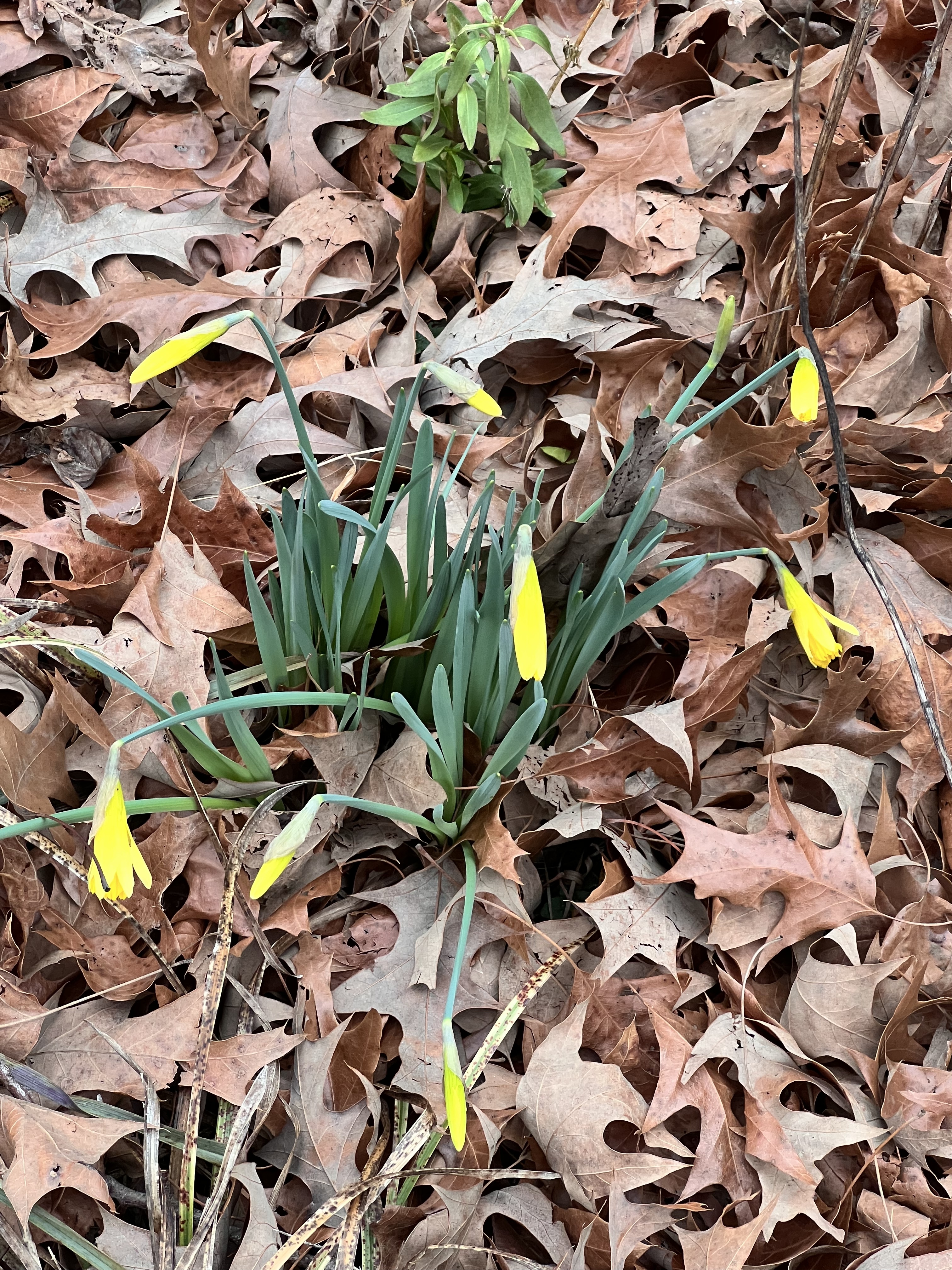 daffodils budding through leaf litter