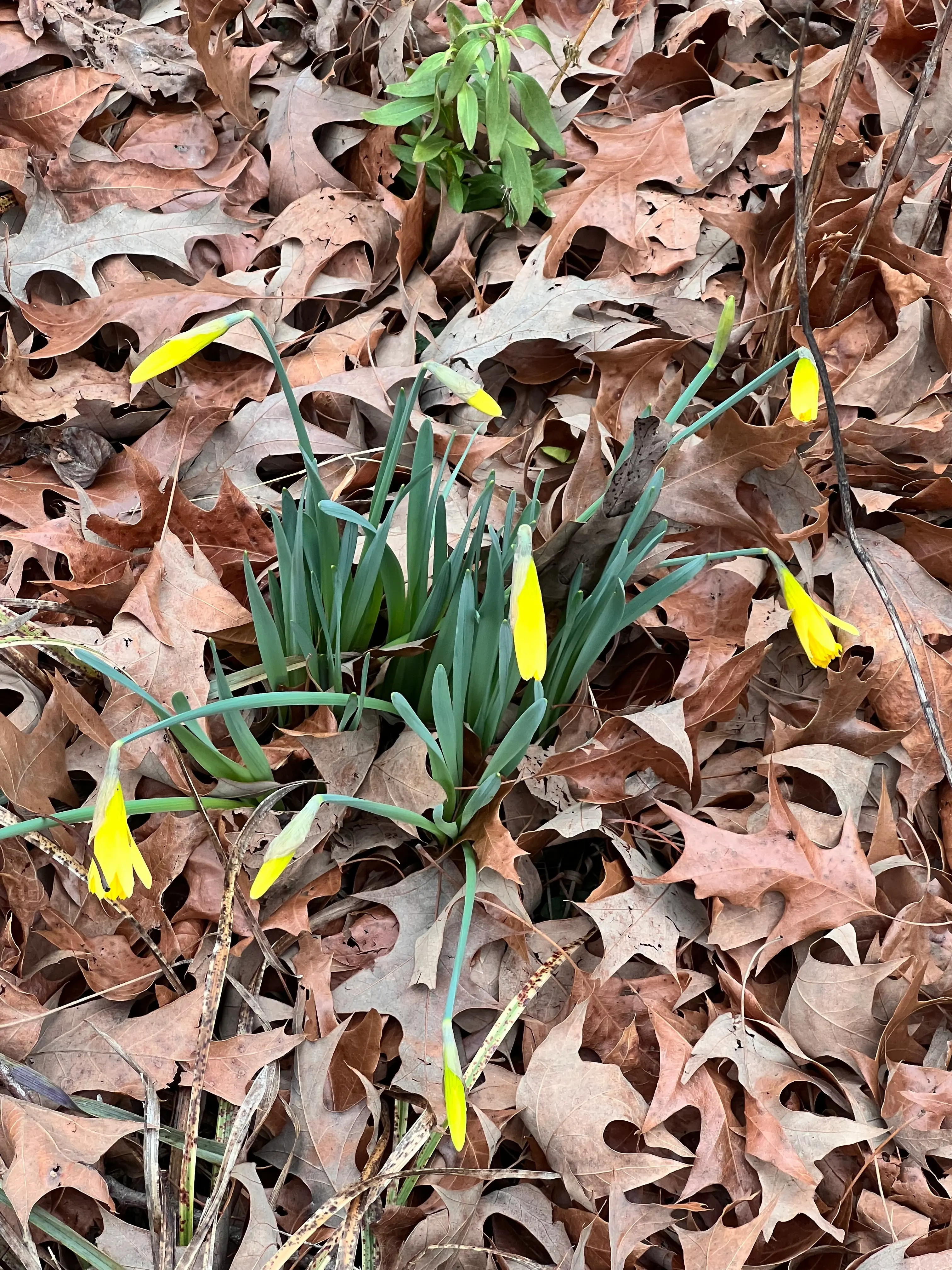 daffodils budding through leaf litter