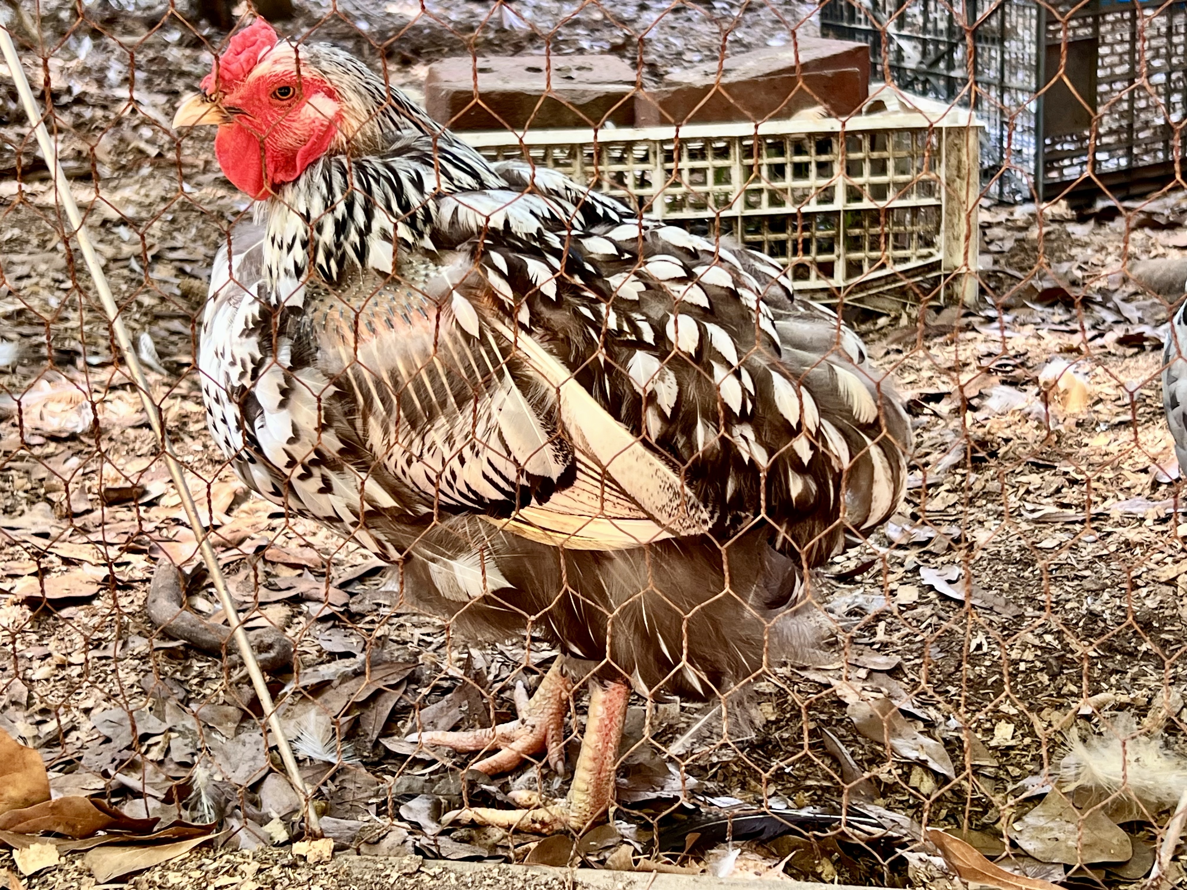 dottie the wyandotte chicken in catastrophic molt missing wing and tail feathers