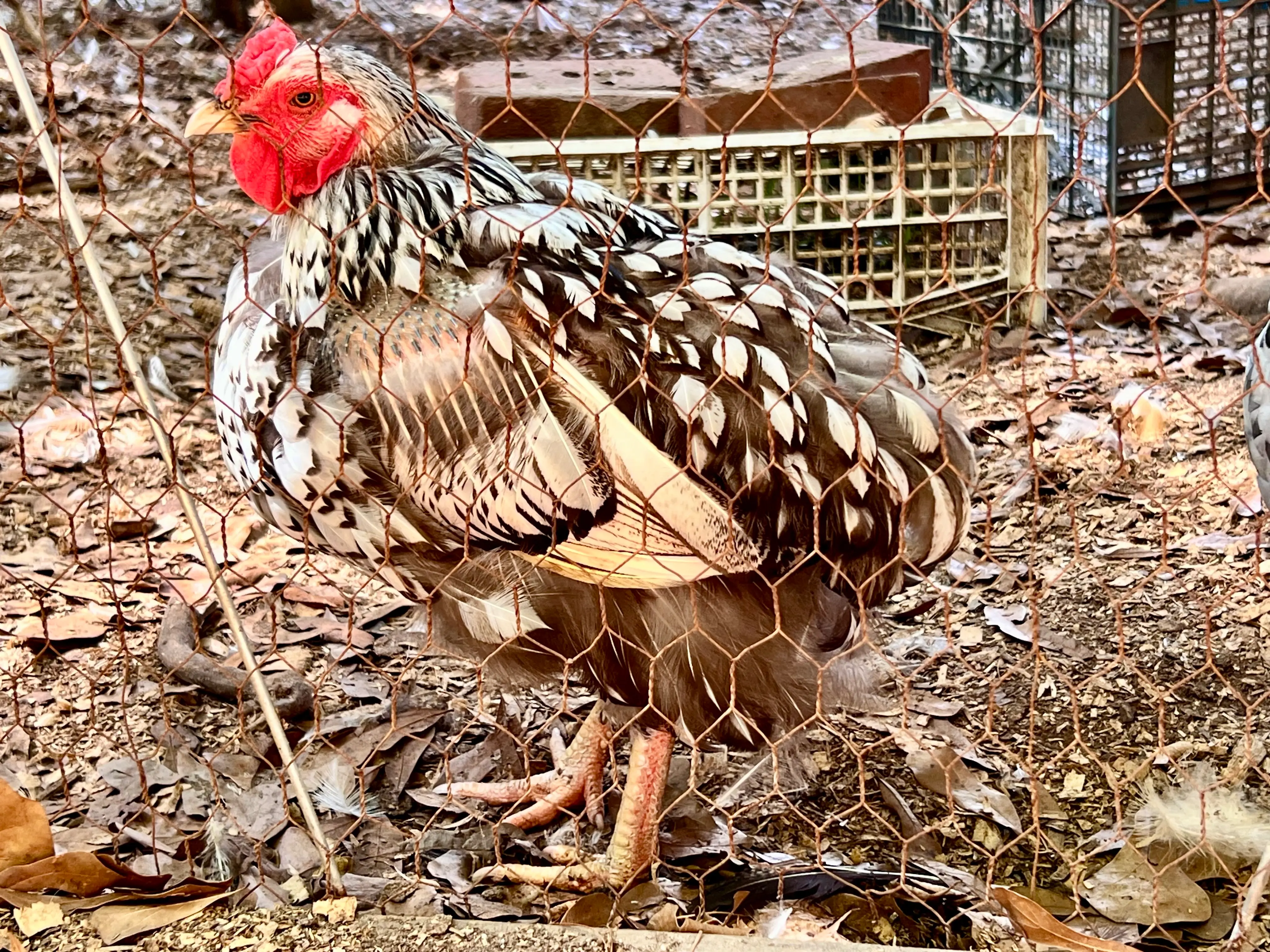 dottie the wilver laced wyandotte hen in mid molt