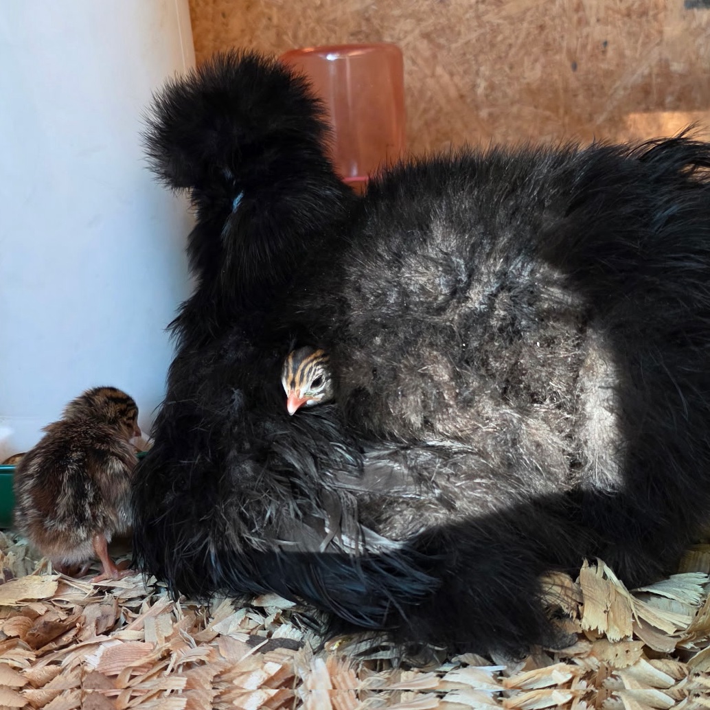Elvira - black silkie, with guinea keets tucked into her feathers